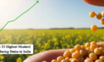 Top 10 Highest Mustard Producing States...