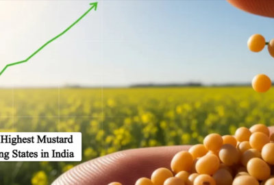 Top 10 Highest Mustard Producing States in India 2026