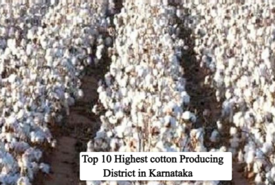 Top 10 Cotton Producing Districts in Karnataka 2026